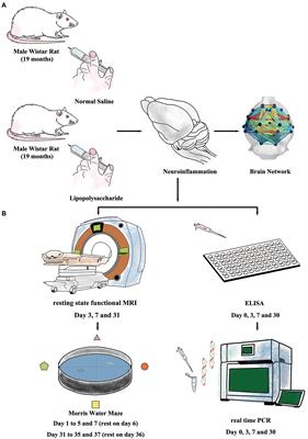 Altered functional connectivity and topology structures in default mode network induced by inflammatory exposure in aged rat: A resting-state functional magnetic resonance imaging study